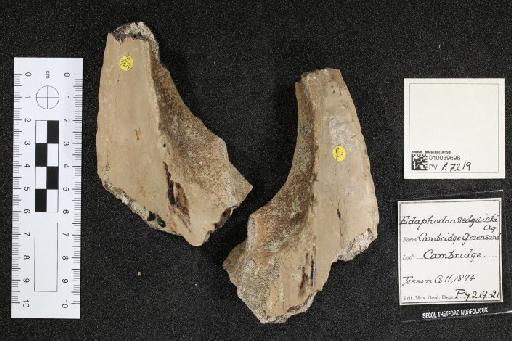 Edaphodon sedgwicki infraphylum Gnathostomata Agassiz, 1843 - 010039696_L010040985