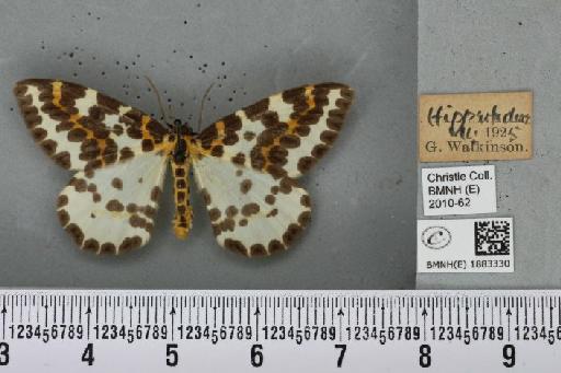 Abraxas grossulariata (Linnaeus, 1758) - BMNHE_1883330_439219