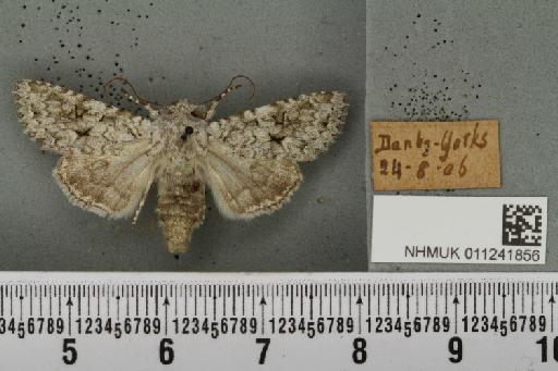 Antitype chi (Linnaeus, 1758) - NHMUK_011241856_642963
