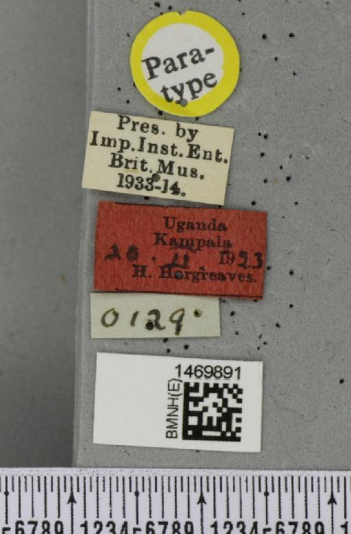 Melanagromyza chalcosoma Spencer, 1959 - BMNHE_1469891_label_45049