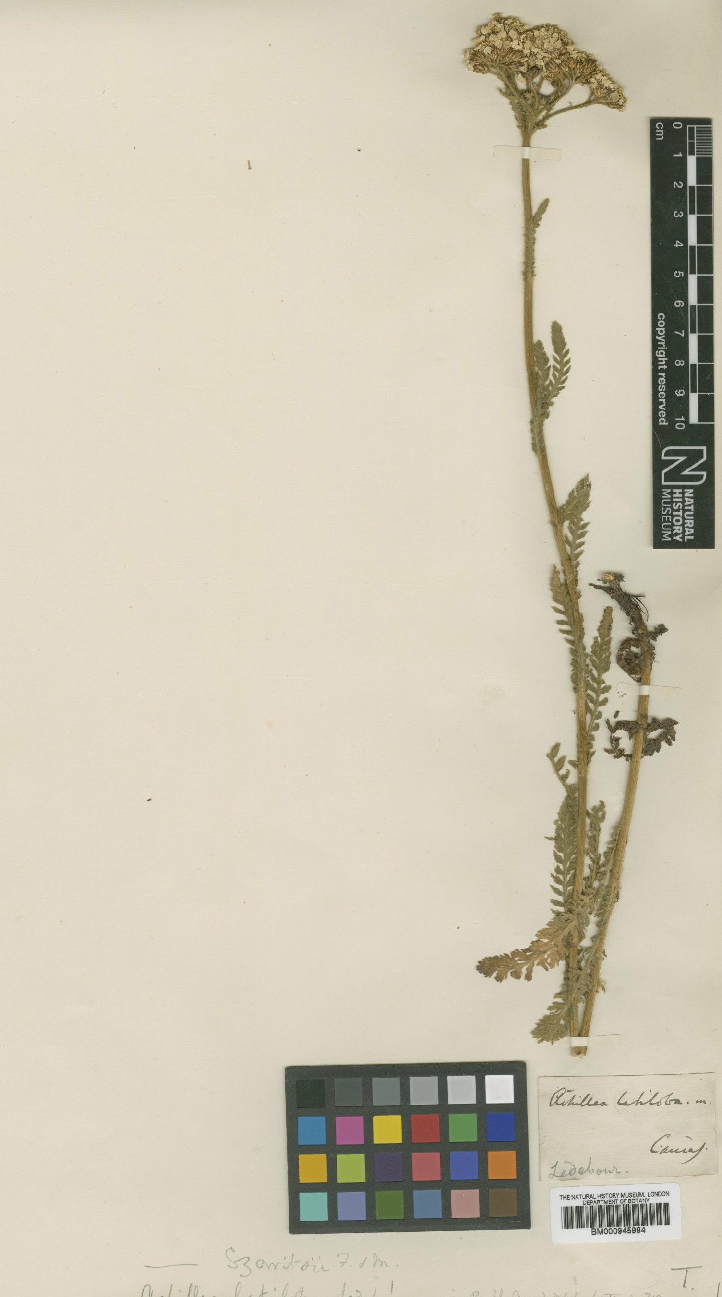 To NHMUK collection (Achillea latiloba Ledeb.; Type; NHMUK:ecatalogue:474344)