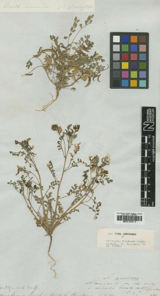Astragalus diaphanus Douglas - BM001042715