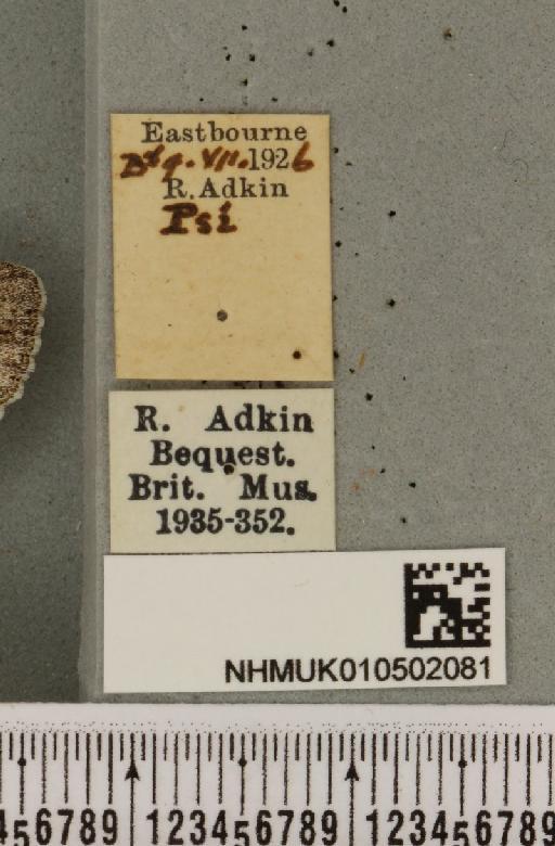 Acronicta psi (Linnaeus, 1758) - NHMUK_010502081_label_560224