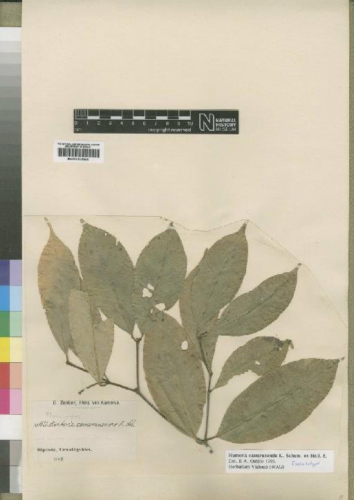 Hunteria camerunensis - BM000925695
