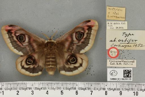 Saturnia pavonia ab. orbifer Cockayne, 1952 - BMNHE_1639778_203819