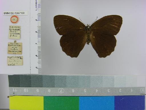 Debis marpessa Hewitson, 1862 - BMNH(E)_1267100_Pseudodebis_(Debis)_marpessa_Hewitson_T_male_ (1)