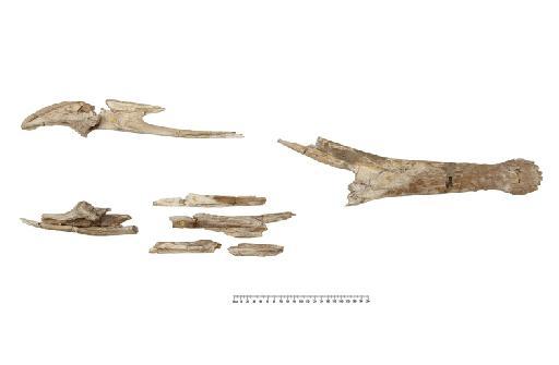 Steneosaurus hulkei Andrews 1913 - PV R 2074 mandible 005