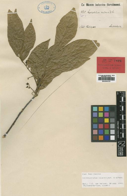 Lepidopetalum micans Lauterb. & Schum. - BM000884202