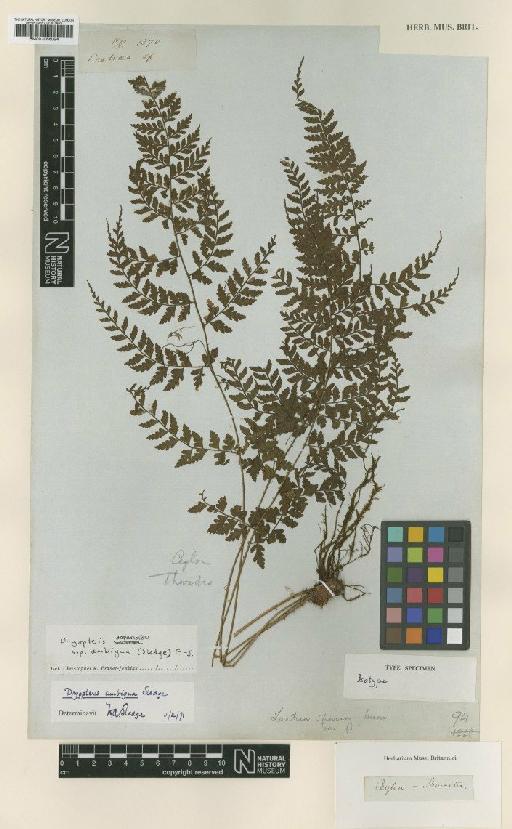 Dryopteris deparioides subsp. ambigua (Sledge) Fraser-Jenk. - BM001066024