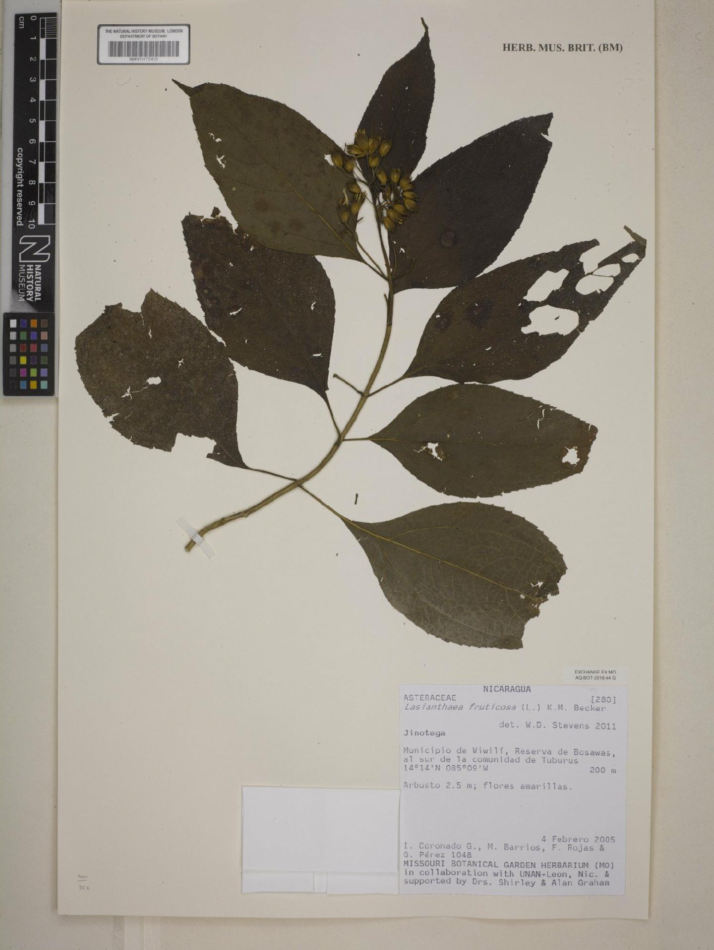 To NHMUK collection (Lasianthaea fruticosa (L.) K.M.Becker; NHMUK:ecatalogue:7974726)