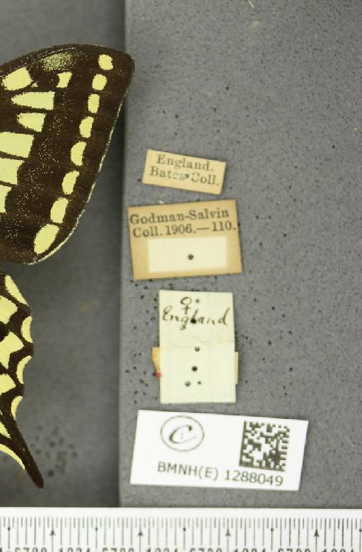 Papilio machaon britannicus Seitz, 1907 - BMNHE_1288049_a_label_126826