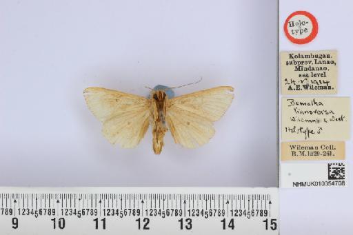 Bematha transversata Wileman & West, 1929 - NHMUK_010354708_Bematha_transversata_Wileman_and_West_HT_ventral_and_labels.JPG