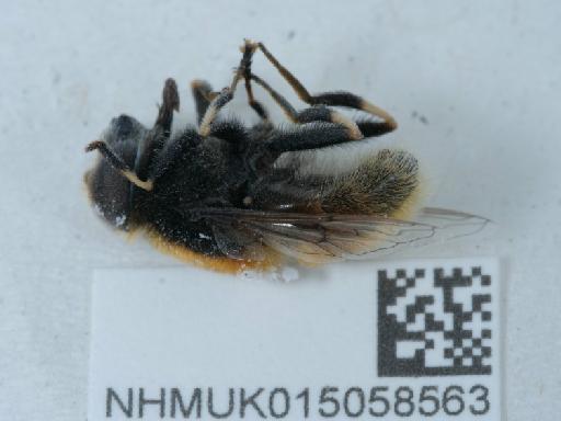 Eristalis (Eoseristalis) intricarius (Linnaeus, 1758) - 015058563_1