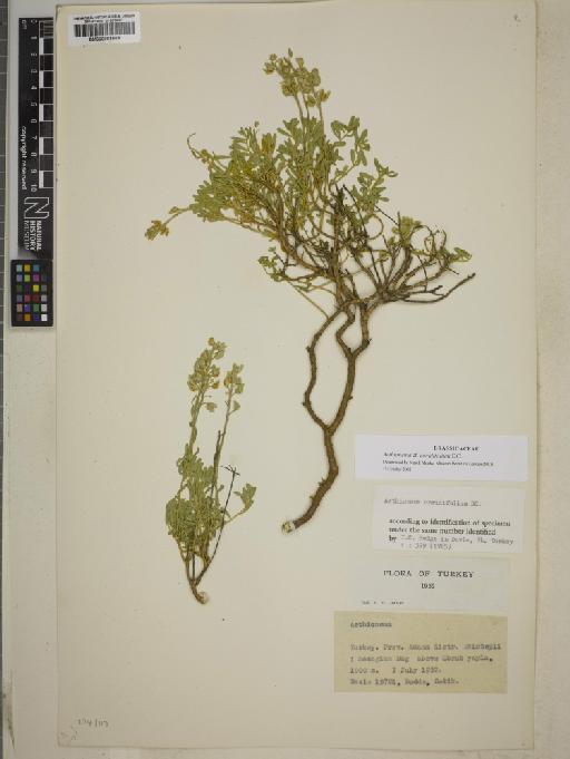 Aethionema coridifolium DC. - BM000883569
