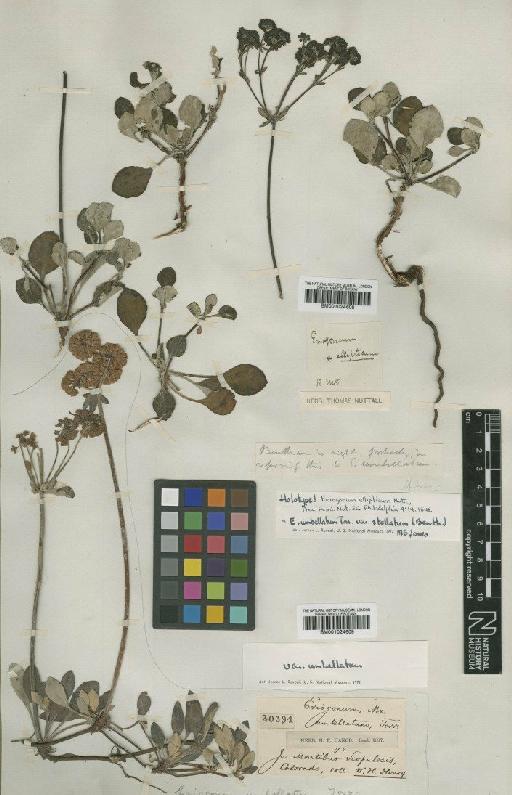 Eriogonum umbellatum var. stellatum (Benth.) M.E.Jones - BM001024609