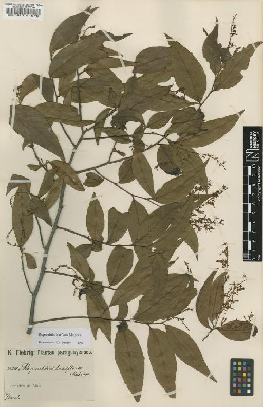 Ruprechtia laxiflora Meisn - BM000092576