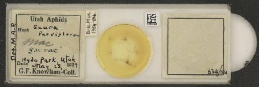 Macrosiphum gaurea Williams, 1911 - 010002924_112678_1094826