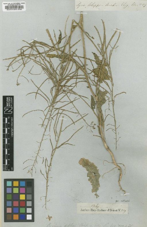 Brassica deflexa Boiss - BM000593490