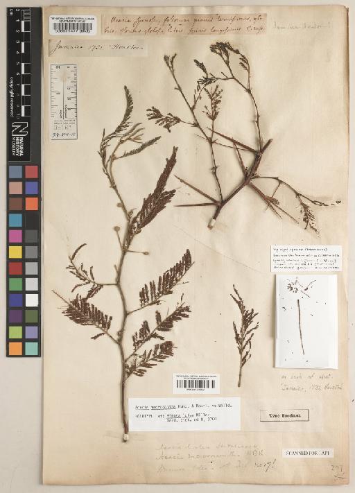 Acacia macracantha Humb. & Bonpl. ex Willd. - BM001122962