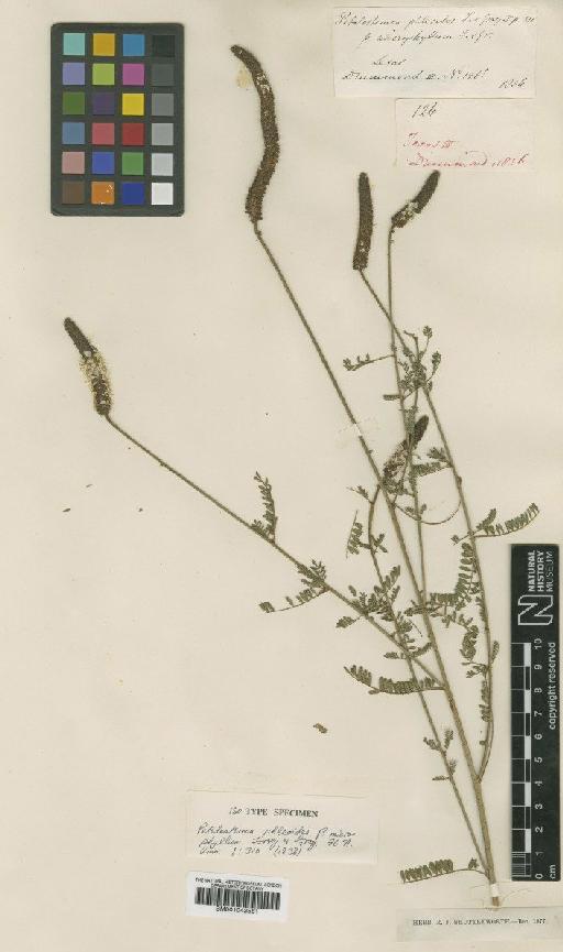 Dalea phleoides var. microphylla (Torr. & A.Gray) Barneby - BM001042561