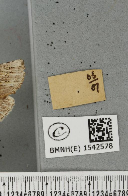 Pterostoma palpina palpina (Clerck, 1759) - BMNHE_1542578_a_label_246849