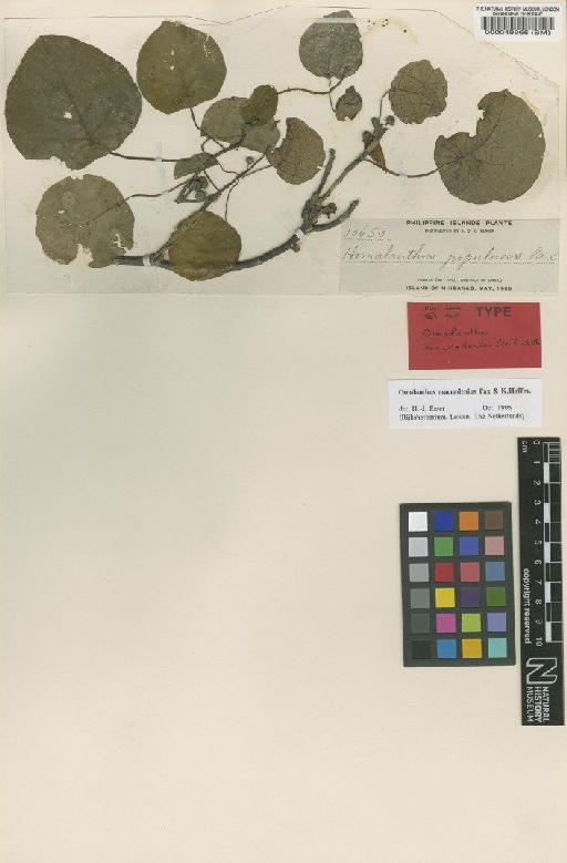 Omalanthus macradenius Pax & K.Hoffm. - BM000049966