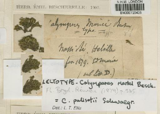 Calymperes palisotii Schwägr. - BM000720428