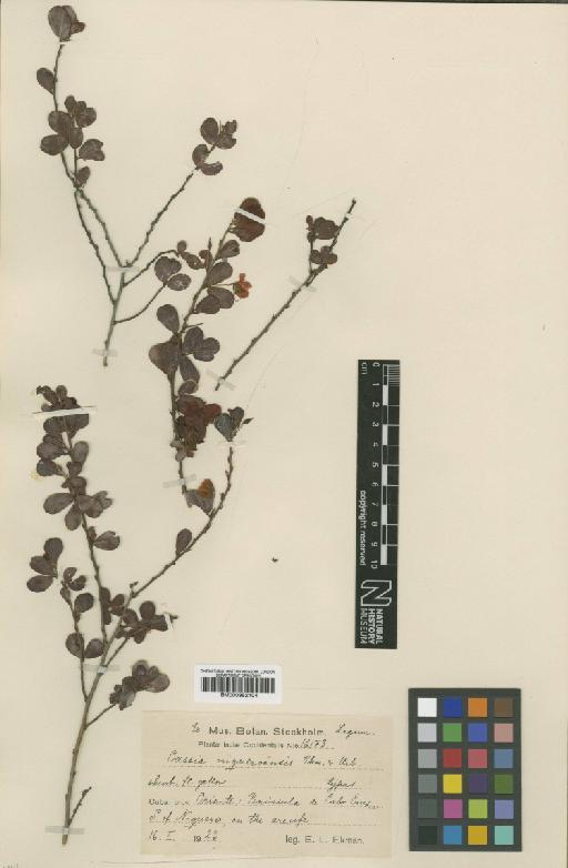 Chamaecrista lineata var. lineata (Sw.) Greene - BM000952104