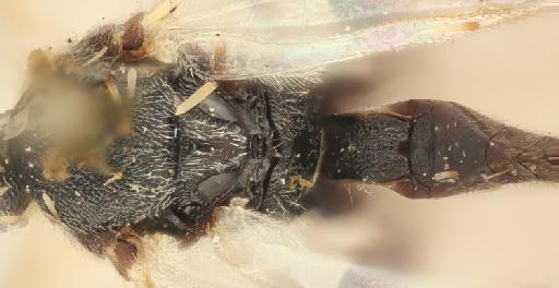 Apanteles faustina Nixon, G., 1965 - 010636227_Apanteles_faustina_holotype_dorsal