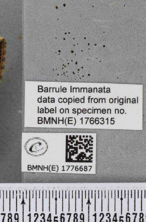 Dysstroma citrata citrata (Linnaeus, 1761) - BMNHE_1776687_label_353393