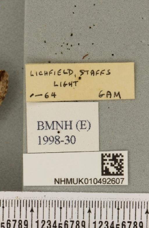 Autographa gamma (Linnaeus, 1758) - NHMUK_010492607_label_548271