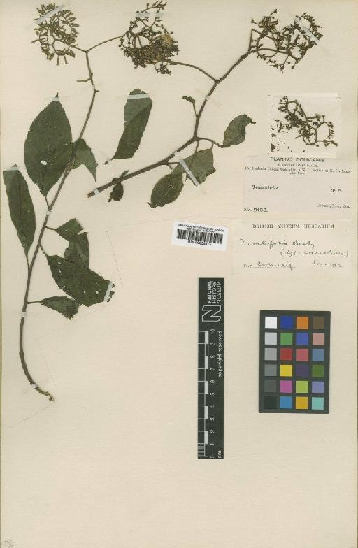 Tournefortia ovalifolia Rusby - BM000953075