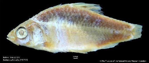 Barbus sophoroides Günther, 1868 - BMNH 1866.5.2.205 Barbus sophoroides, SYNTYPE