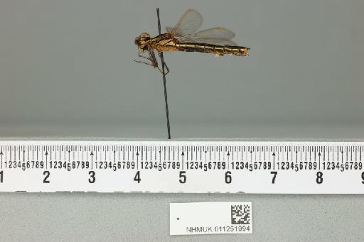 Chlorocypha croceus Pinhey, 1975 - 011251994_lateral