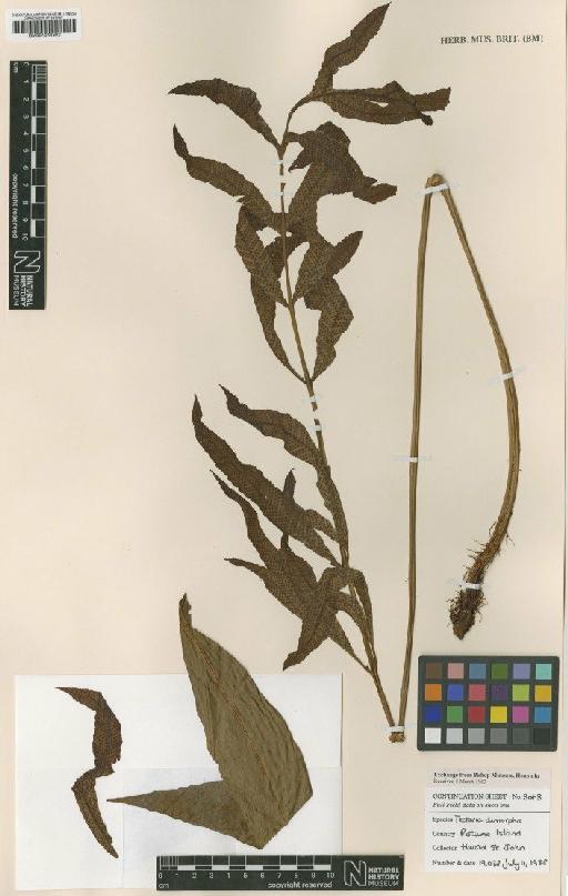 Tectaria dimorpha H.St.John - BM001048602