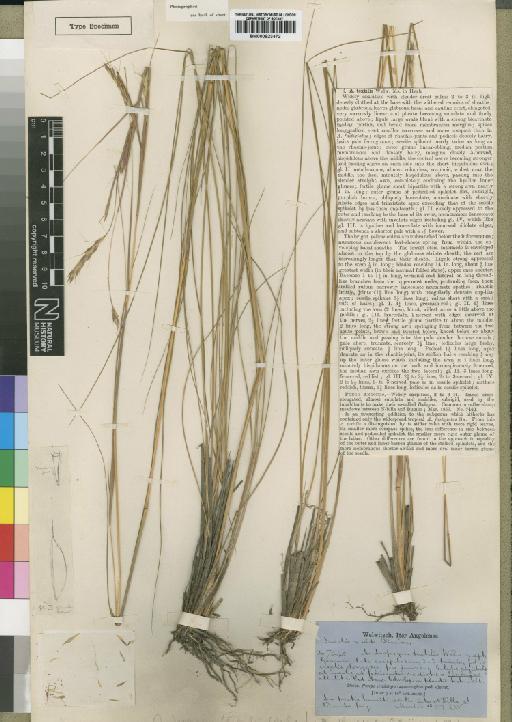 Andropogon textilis Welw. ex Rendle - BM000923472