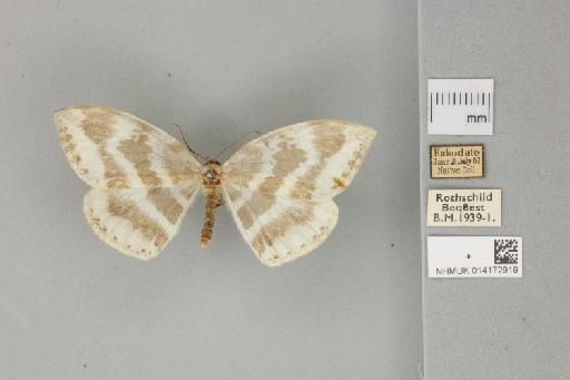 Cyclidia nigralbata Warren, 1914 - 014172919_Cyclidia_nigralbata_dorsal_habitus