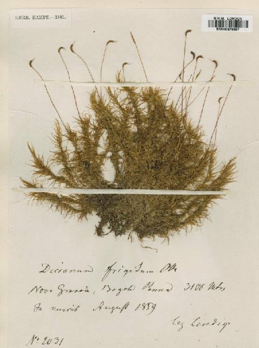 Dicranum frigidum Müll.Hal. - BM000879567