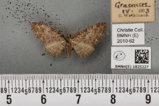 Eupithecia abbreviata Stephens, 1831 - BMNHE_1825327_397947