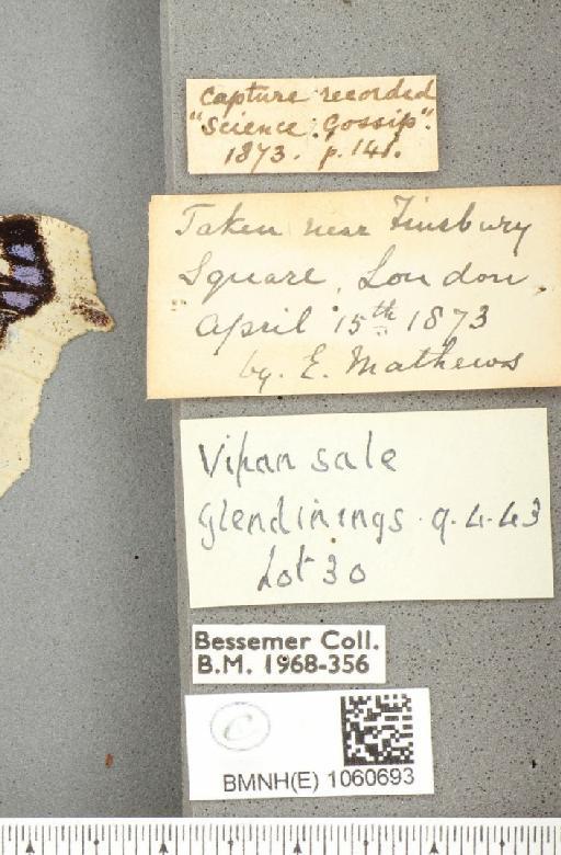 Nymphalis antiopa (Linnaeus, 1758) - BMNHE_1060693_label_21069