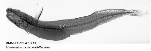 Gaidropsarus microphthalmus - BMNH 1992.4.10.11, Gaidropsarus microphthalmus, Radiograph