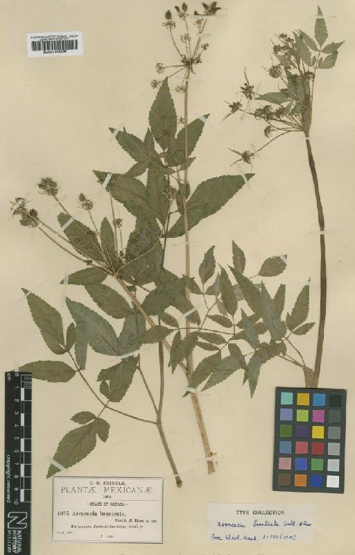 Arracacia bracteata J.M.Coult. & Rose - BM001008596