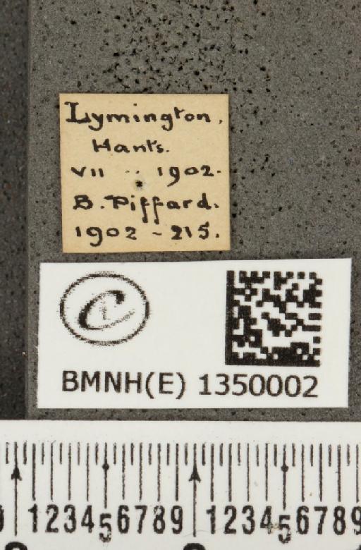 Cupido minimus (Fuessly, 1775) - BMNHE_1350002_label_151693