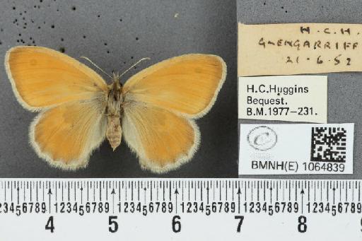 Coenonympha pamphilus (Linnaeus, 1758) - BMNHE_1064839_26104