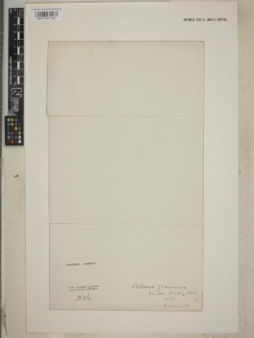 Stellaria graminea L. - BM013411955_packet