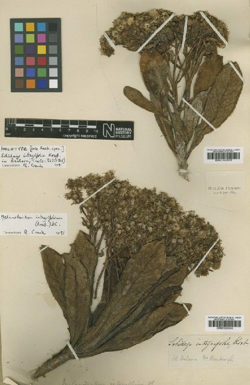 Melanodendron integrifolium (Roxb.) DC. - BM001025505