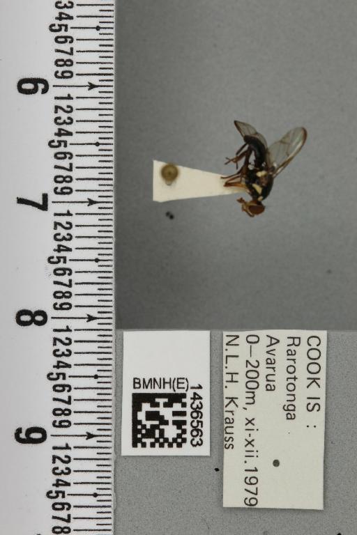 Bactrocera (Bactrocera) melanota (Coquillett, 1909) - BMNHE_1436563_30664