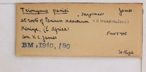 Trionymus panici James, 1936 - 010715291_additional