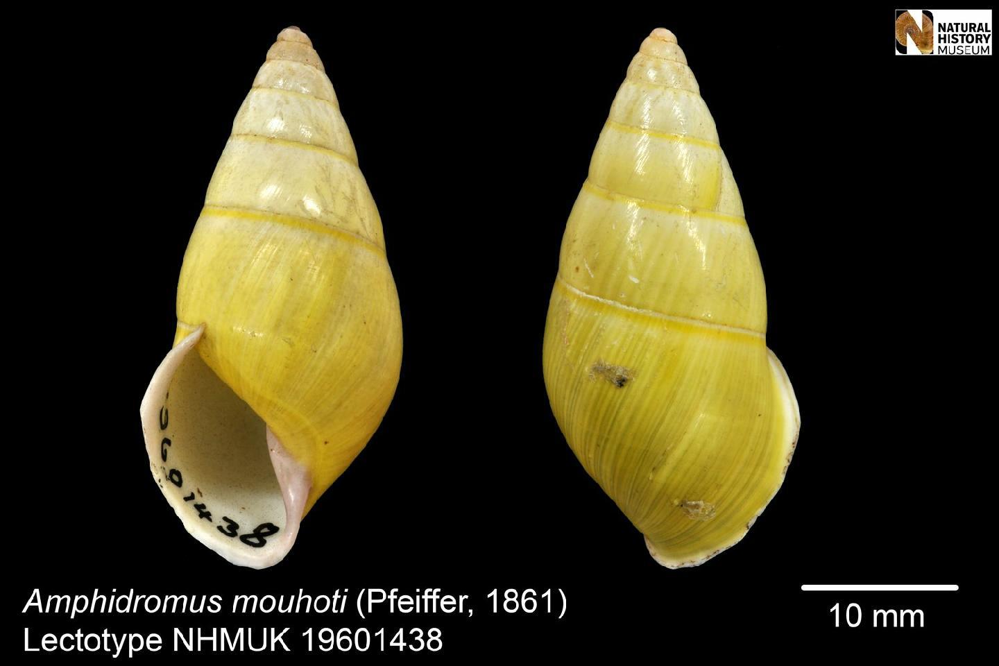 To NHMUK collection (Bulimus mouhoti Pfeiffer, 1861; LECTOTYPE; NHMUK:ecatalogue:2458902)