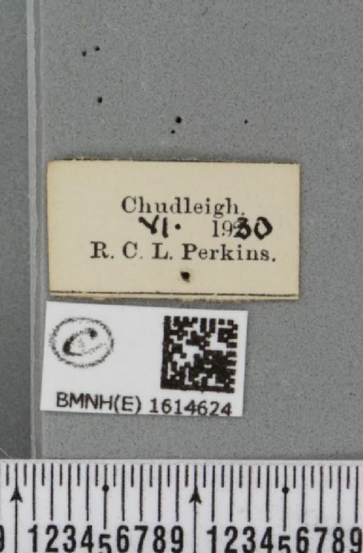 Epirrhoe rivata (Hübner, 1813) - BMNHE_1614624_label_325152